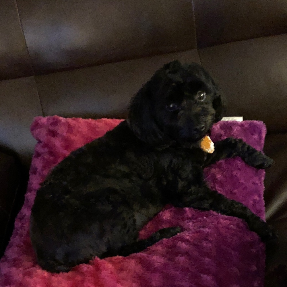 Meet your Posher, Tiffany